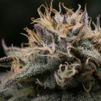 Samen 3x Punch Pie feminisiert Royalqueenseeds